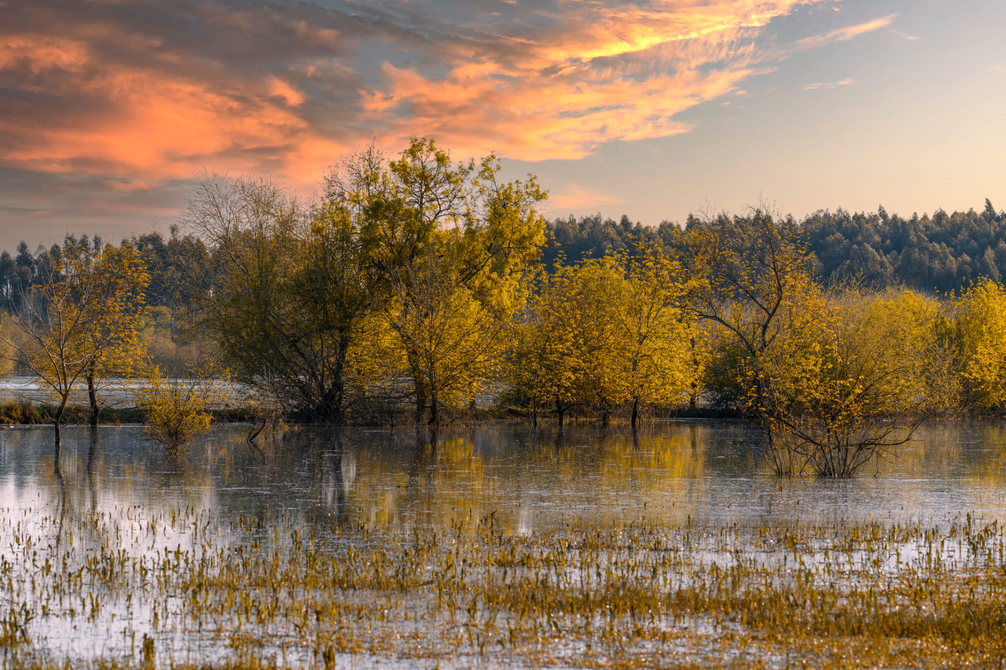 Reserva Natural do Paul do Boquilobo